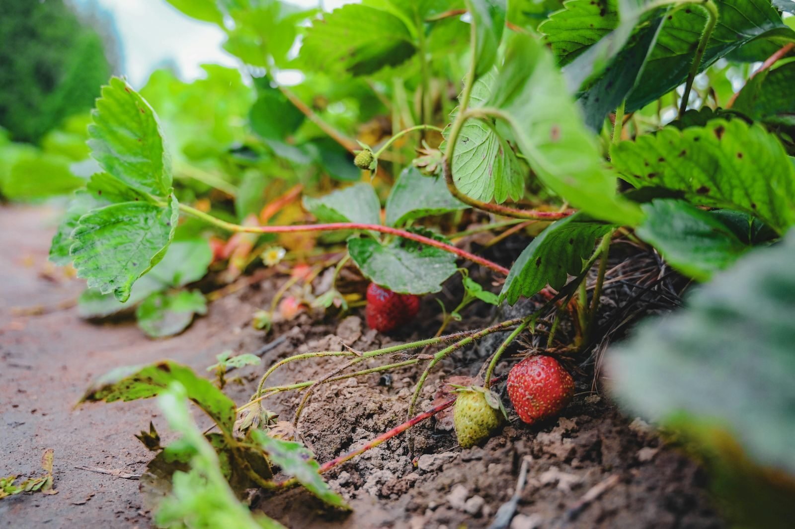 Fruit plants with ripening fruit
