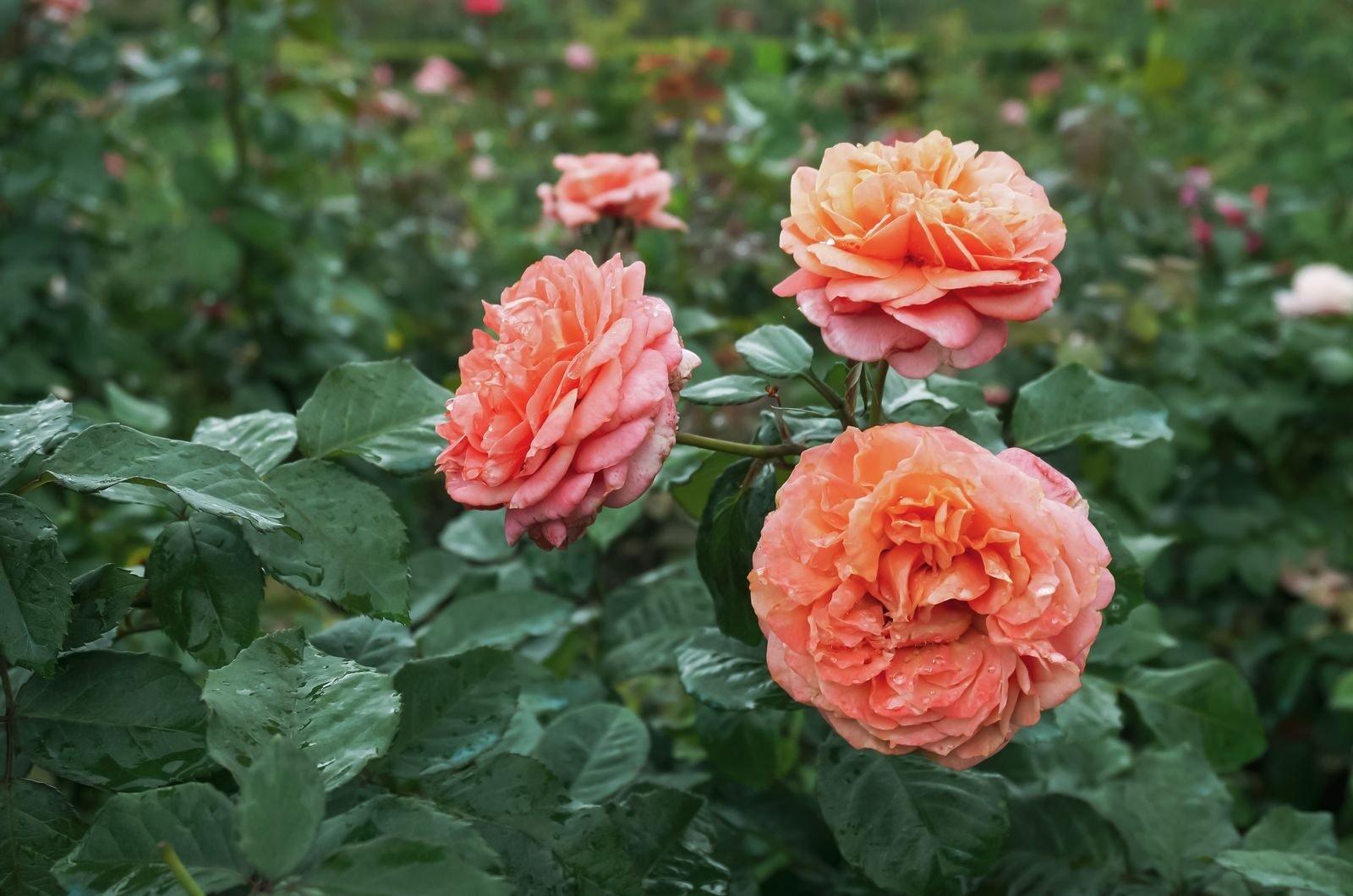 Colourful flower garden in bloom