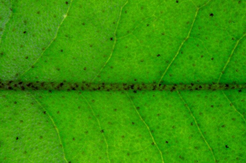 Thrips on Plants: How I Deal With the Pest You Rarely See
