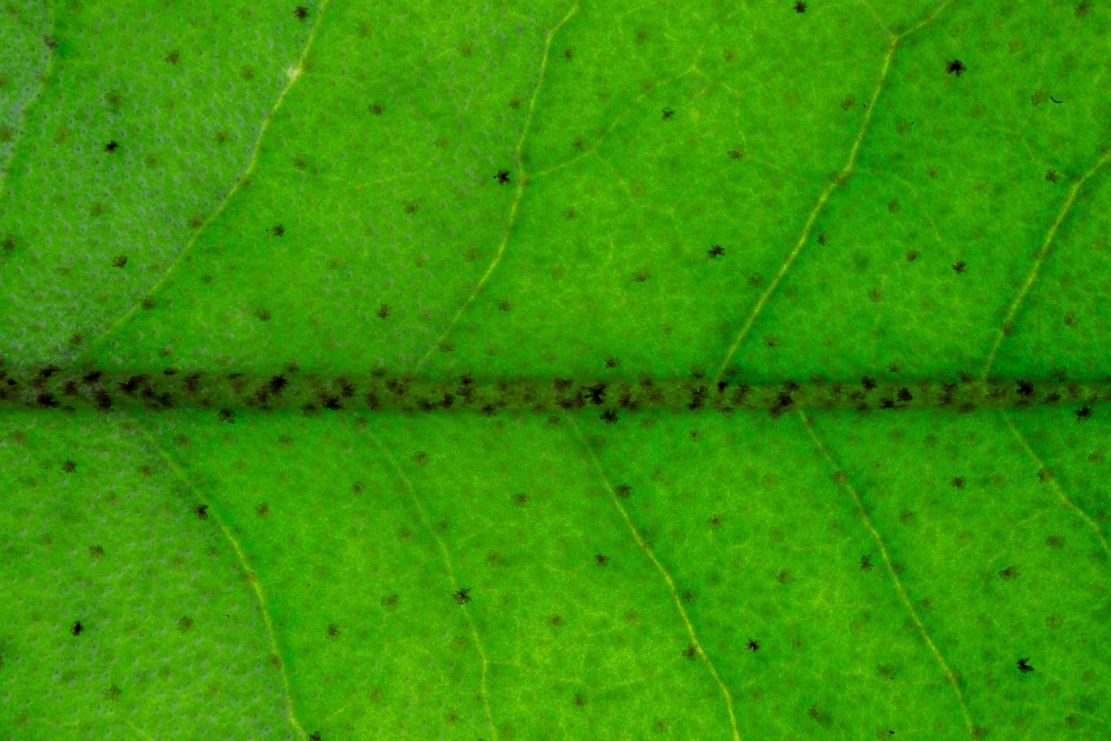 Tiny black thrips droppings scattered across a green leaf and clustered along the midrib