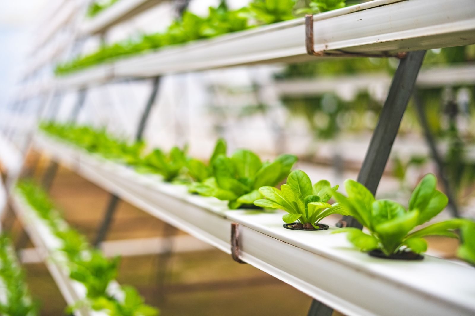 Hydroponic soil-less growing system