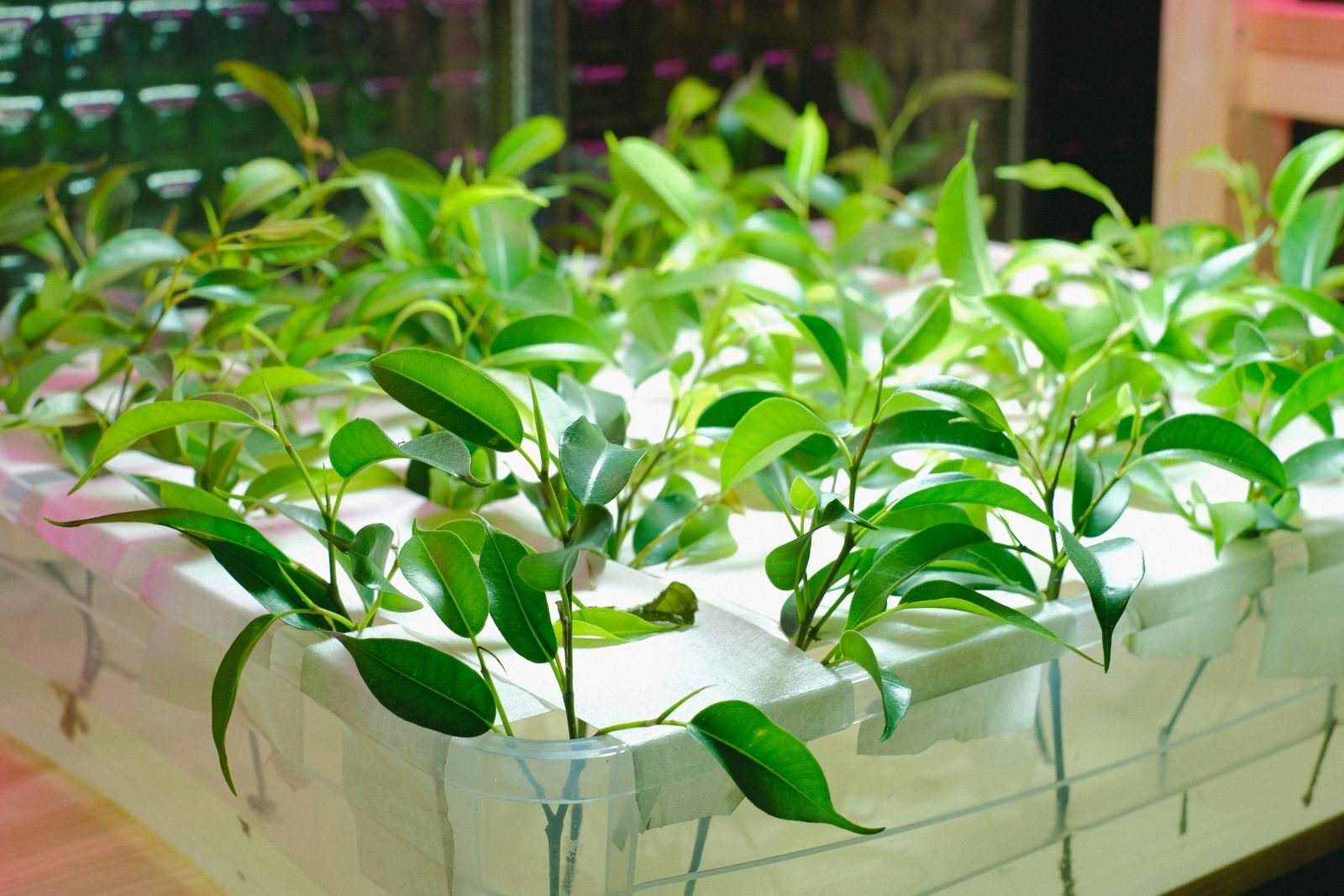 Hydroponics equipment and growing gear
