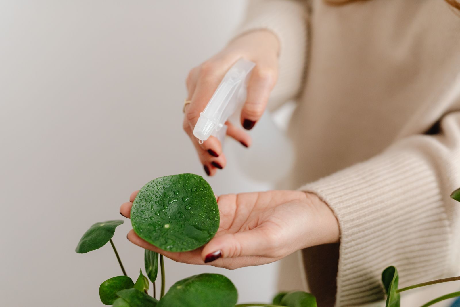 Spraying a plant leaf to treat powdery mildew
