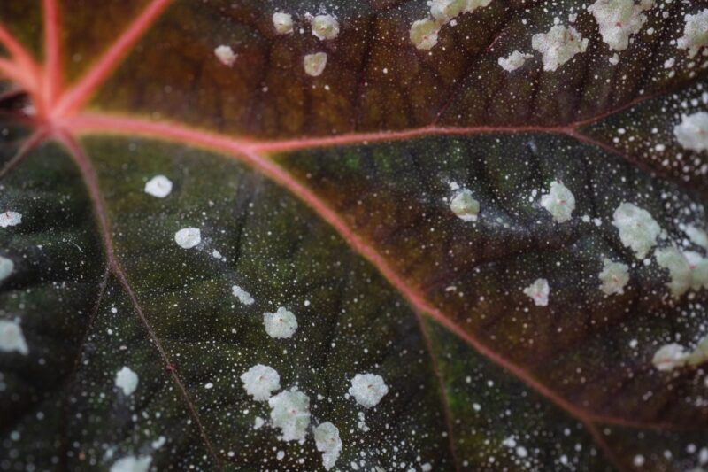 Powdery Mildew: How I Get Rid of It for Good