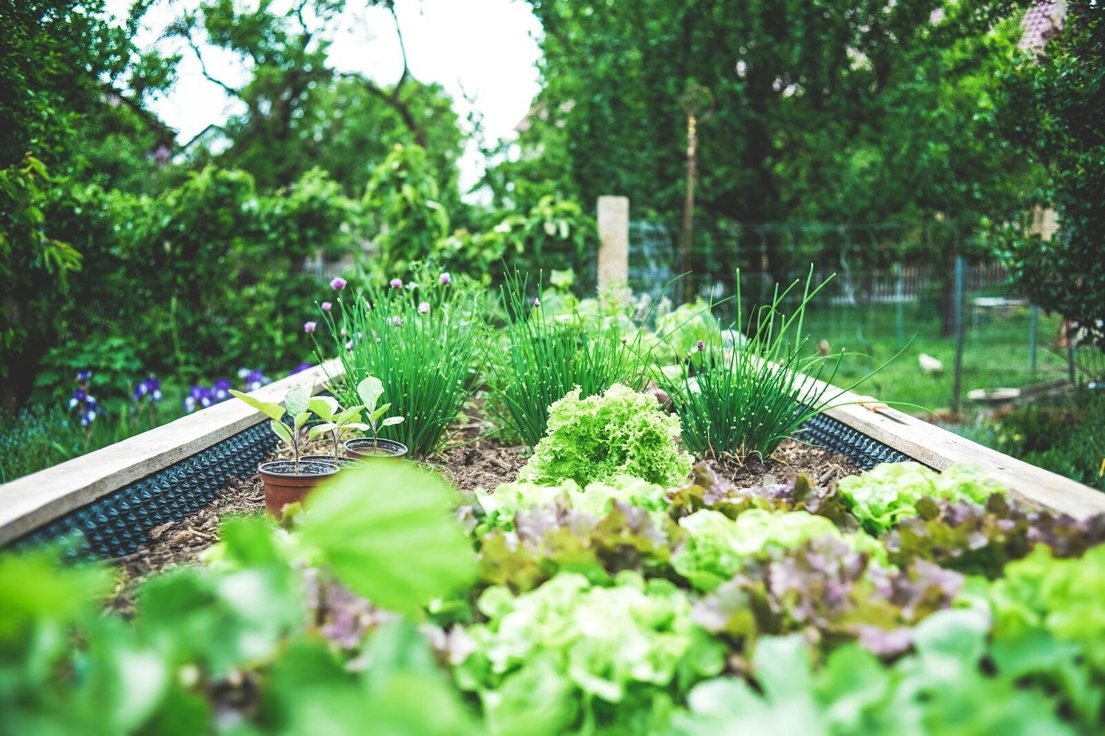 Vegetables growing in a garden bed