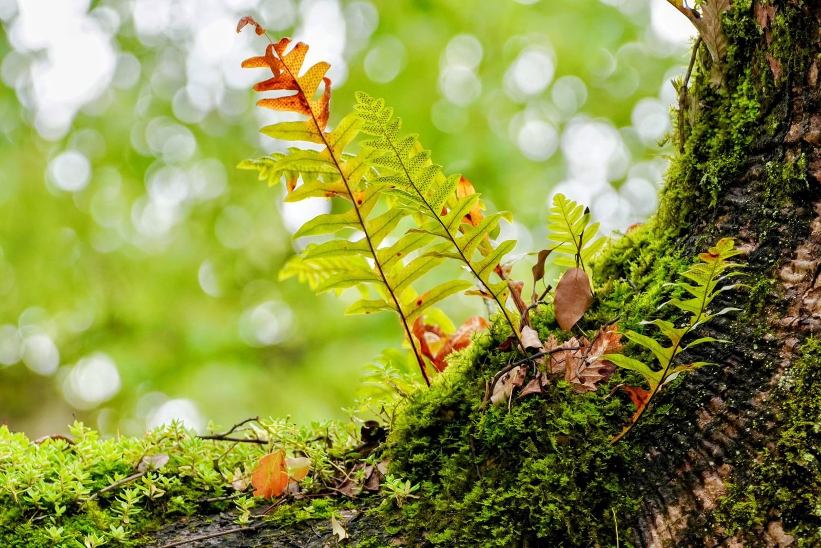 How plants and ecosystems work together