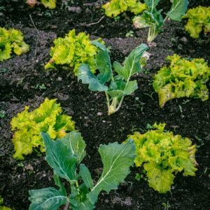 Rows of young lettuce and leafy greens growing in a vegetable garden bed