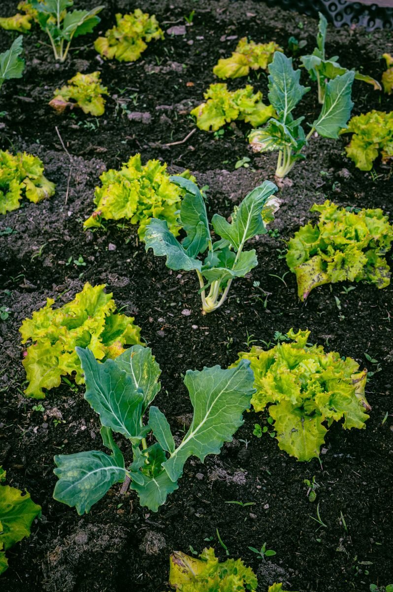 Rows of young lettuce and leafy greens growing in a vegetable garden bed
