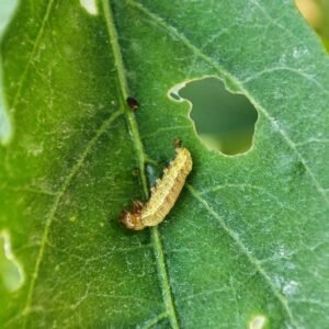 A caterpillar on a green leaf beside a hole it has eaten