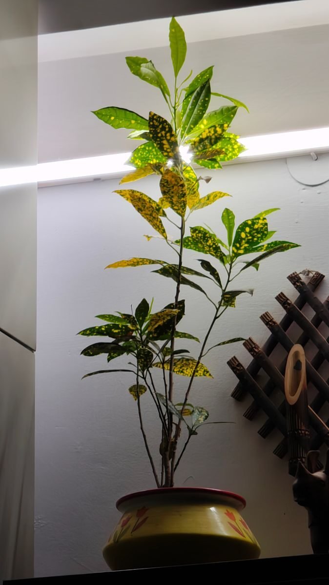 A potted plant with yellowing leaves through its middle and lower growth
