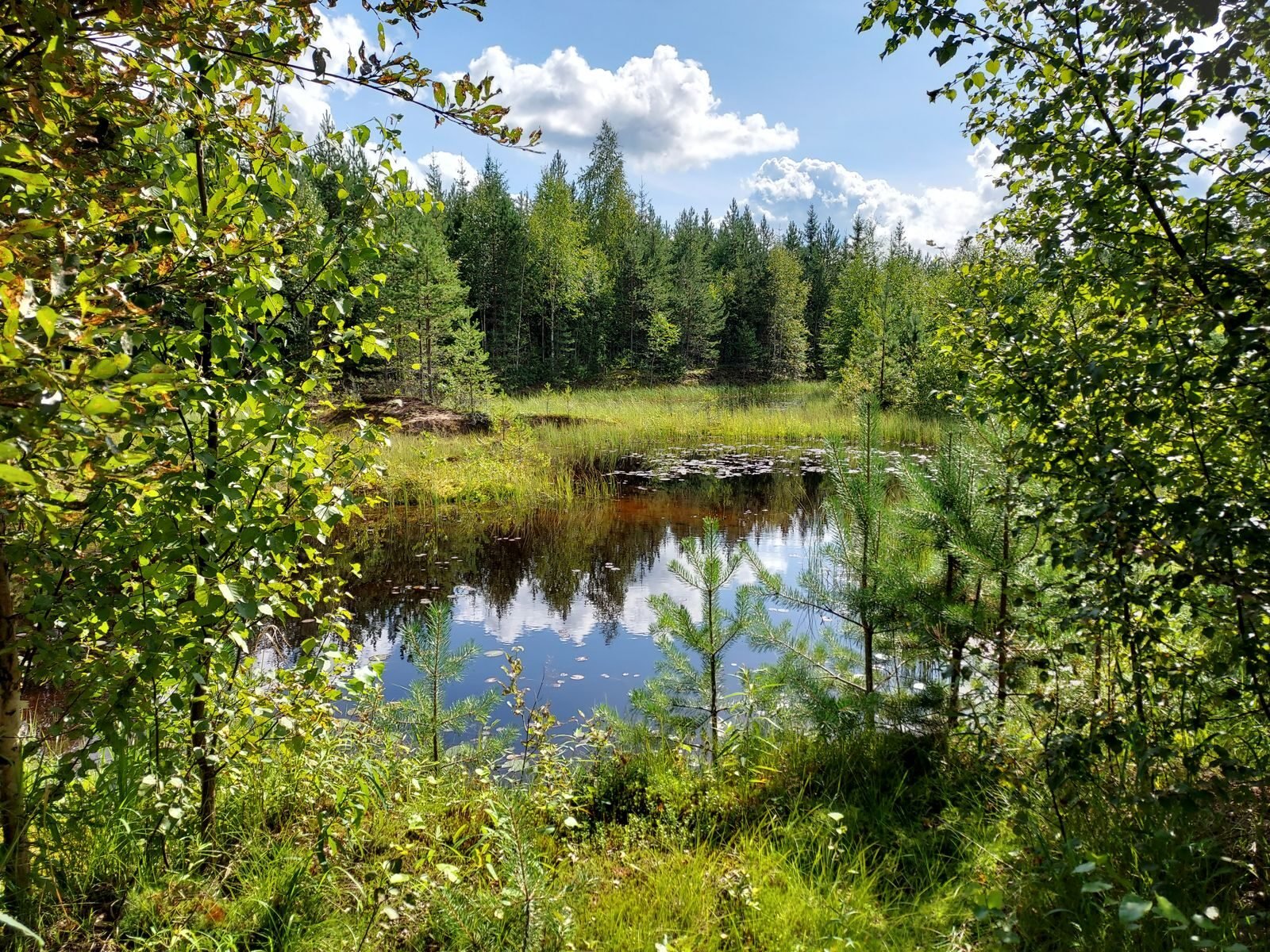 Ecosystems and Biodiversity