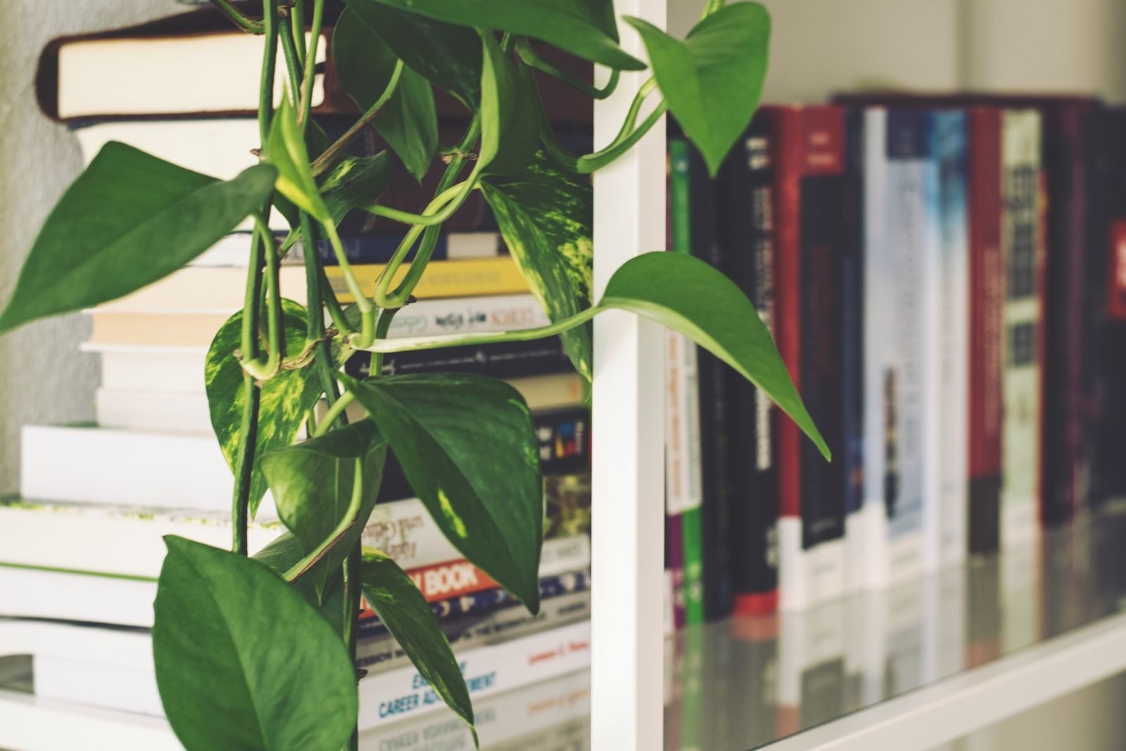 Brands and resources recommended by a plant scientist