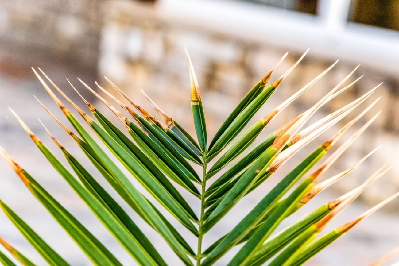 A green palm houseplant frond with dry brown tips on the ends of the leaves
