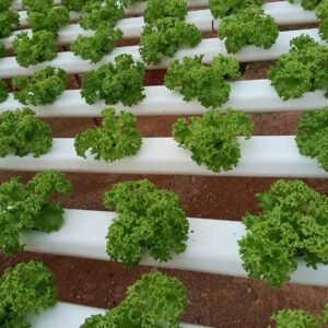 Rows of lettuce growing in white hydroponic channels