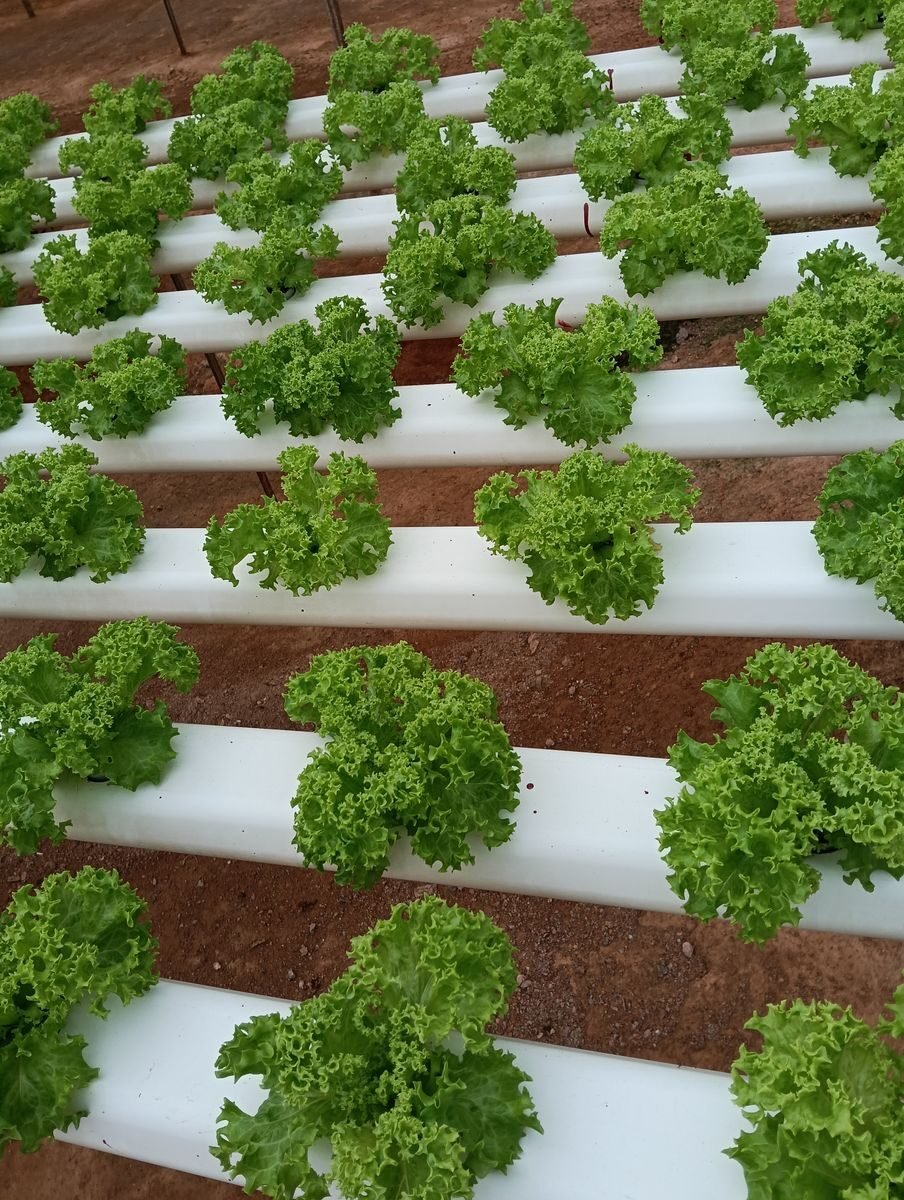 Rows of lettuce growing in white hydroponic channels