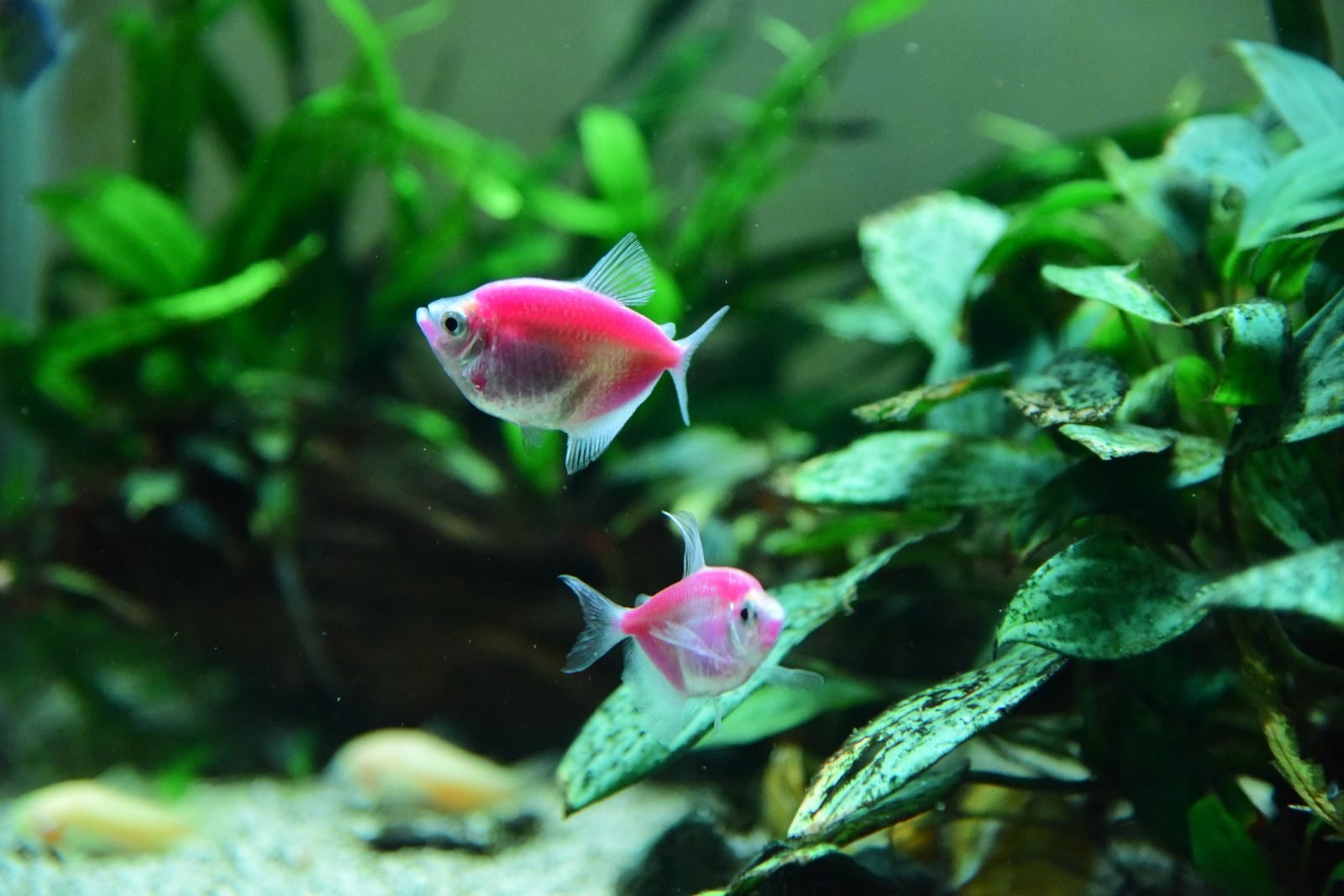 Aquascaping and Self-Sustaining Ecosystems