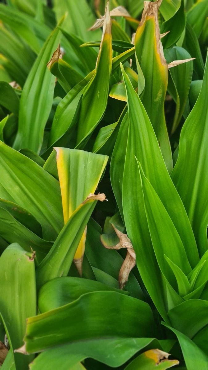 Green houseplant leaves with dry brown crispy tips and a yellow band at the edge