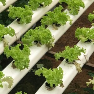 Rows of lettuce growing in white hydroponic channels