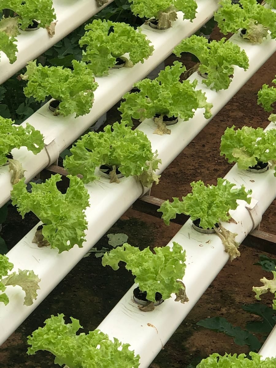 Rows of lettuce growing in white hydroponic channels