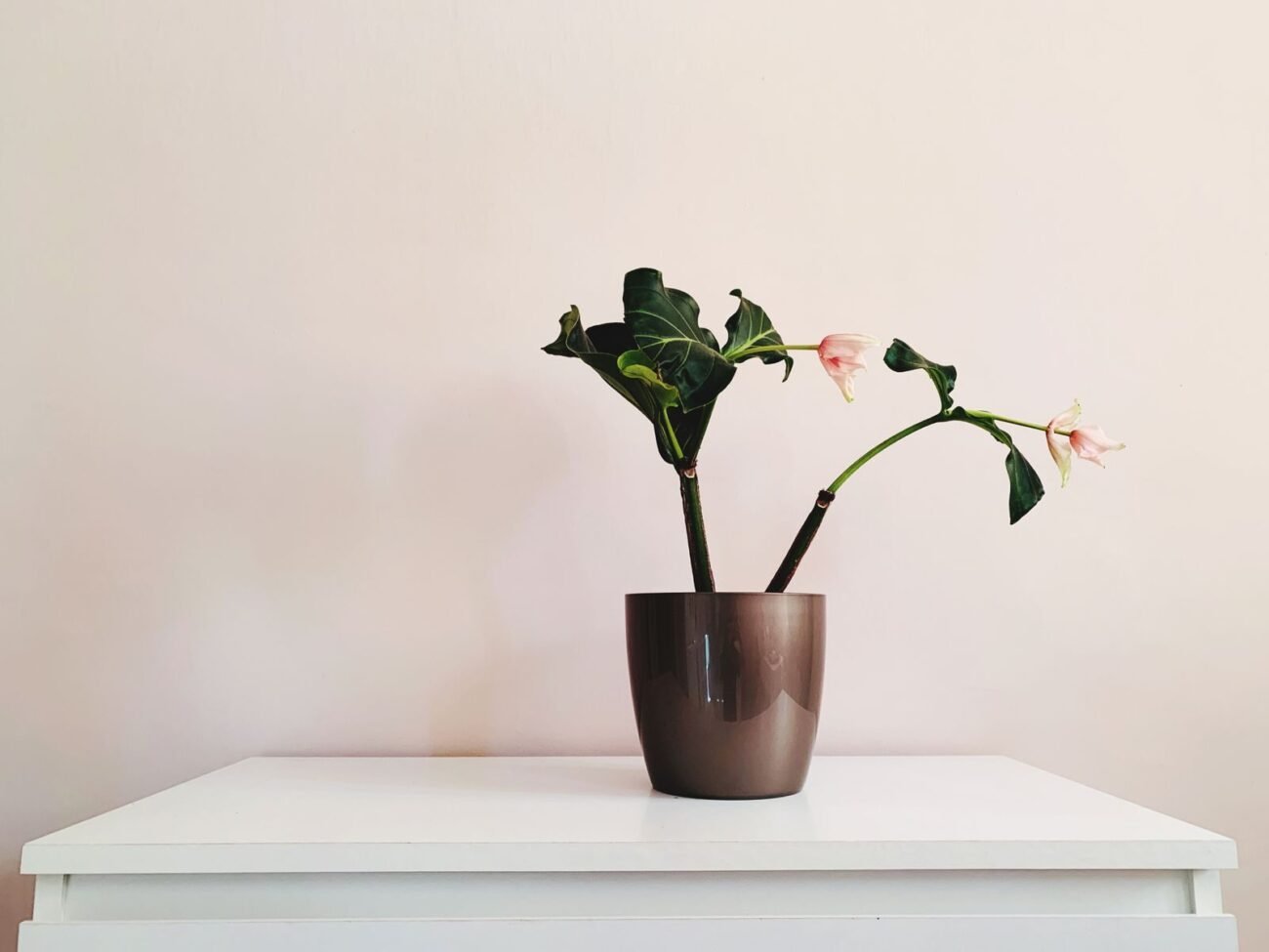 A potted houseplant leaning and drooping slightly on a white table