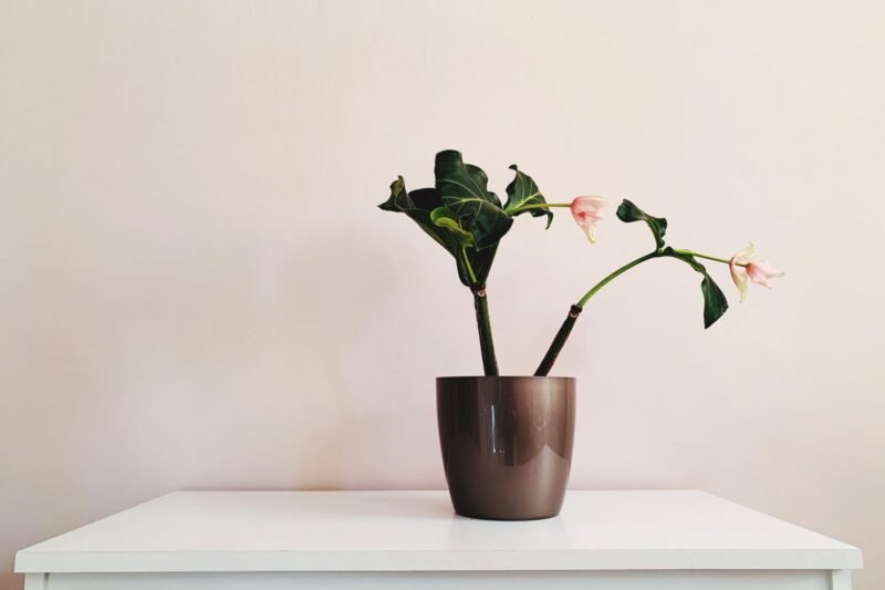Overwatering vs Underwatering: How to Tell Which One It Is