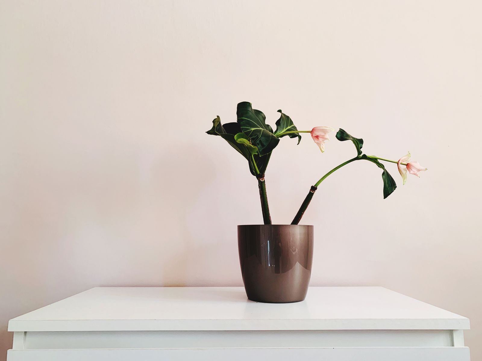 A potted houseplant leaning and drooping slightly on a white table