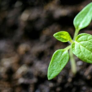 Small green seedling with two leaf pairs growing in dark soil