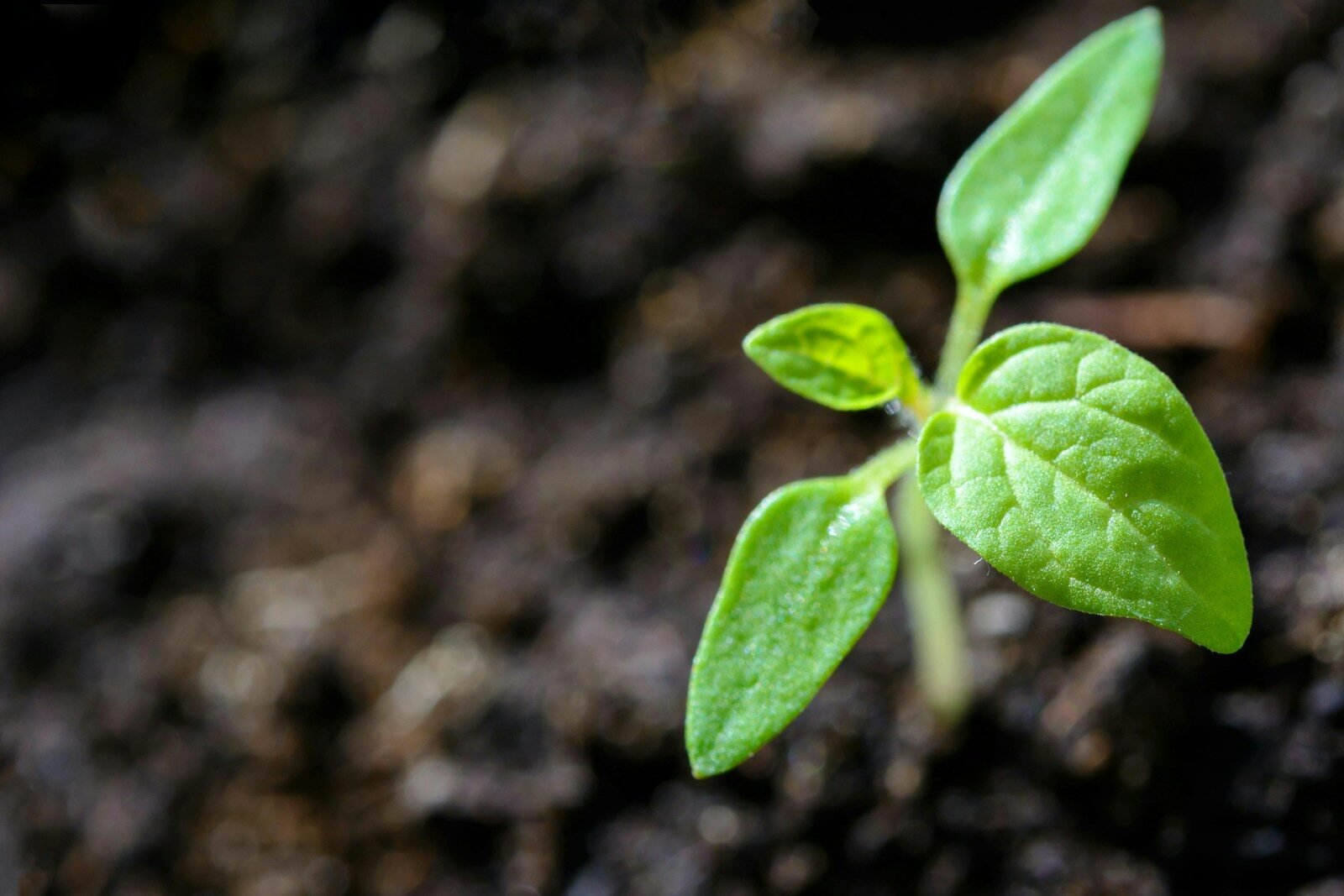 The science behind how plants grow