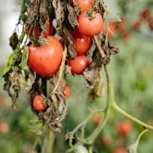 A tomato plant with browned, wilted, diseased foliage