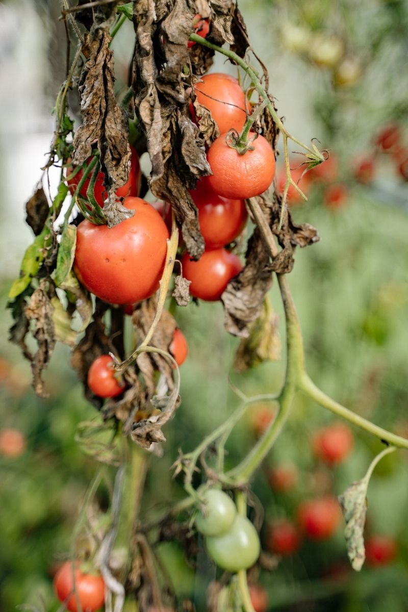 A tomato plant with browned, wilted, diseased foliage
