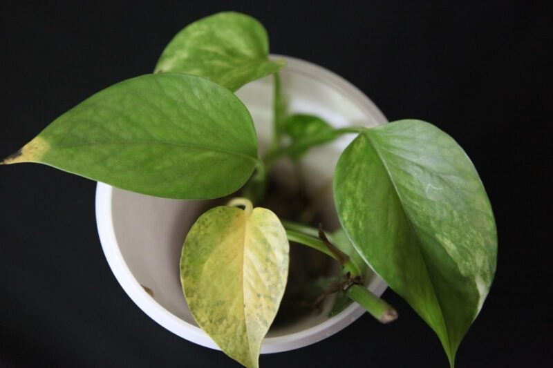 Why Are My Houseplant Leaves Turning Yellow?