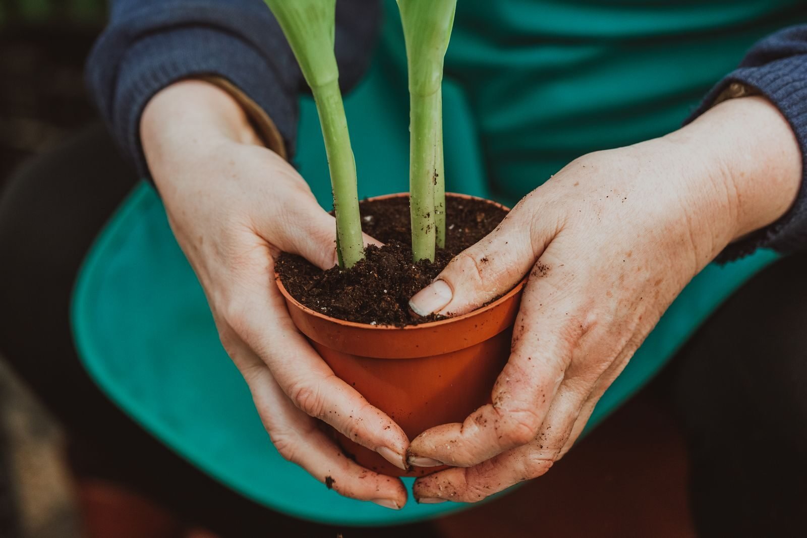 Hands cupped around a small potted plant with fingers touching the soil