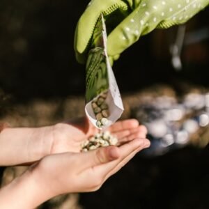 Seeds being poured from a packet into a cupped hand