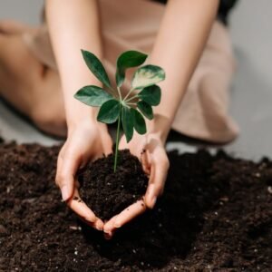 Hands cupping a young plant in dark garden soil