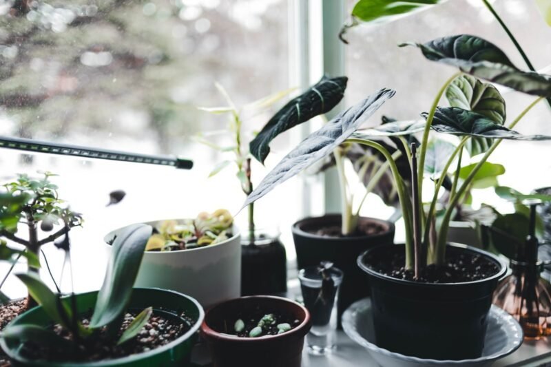 Why Your Houseplants Keep Dying and How to Find the Real Cause