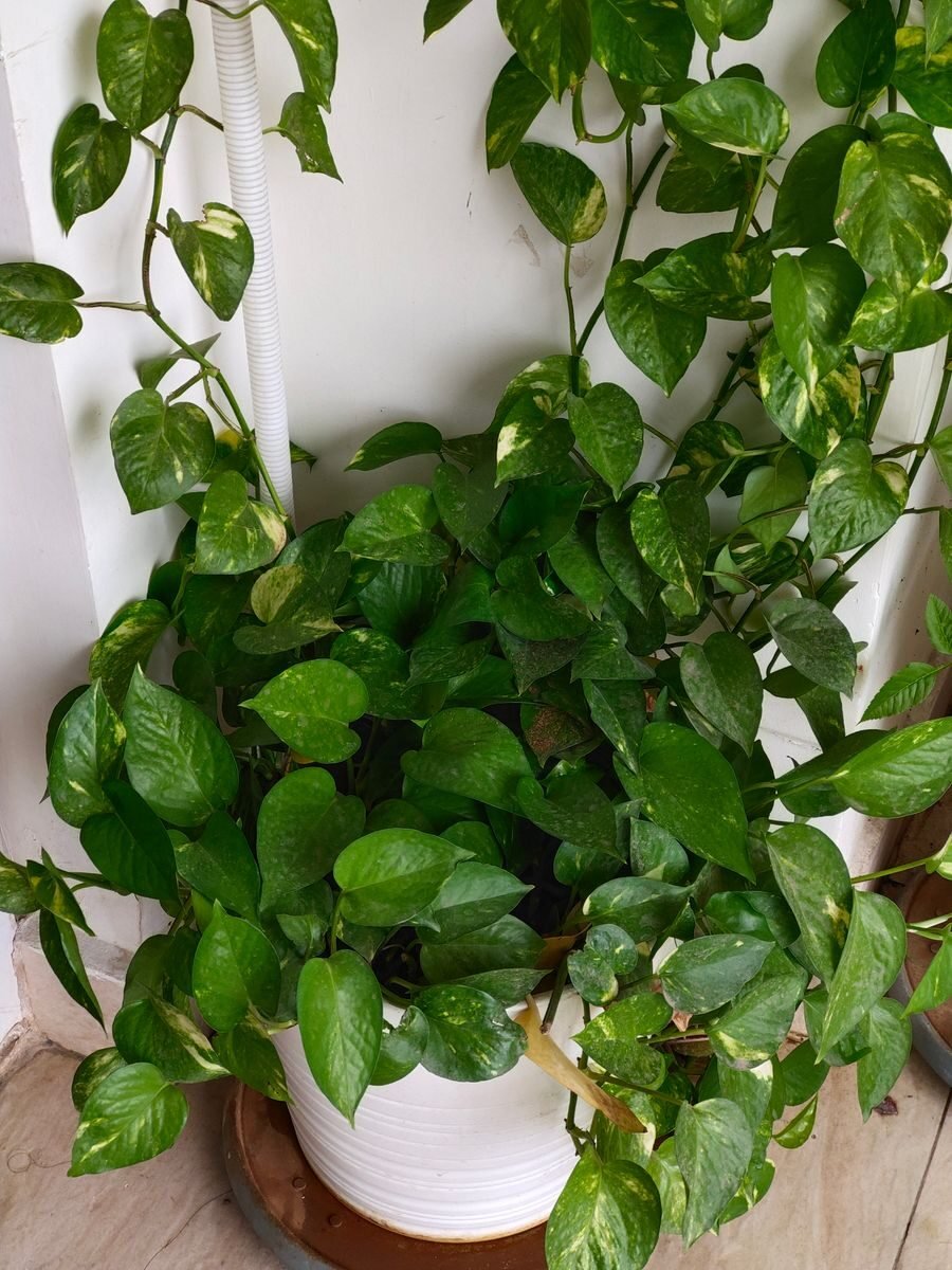 A trailing pothos houseplant in a pot, a low-light plant that relies on mitochondria to keep growing indoors