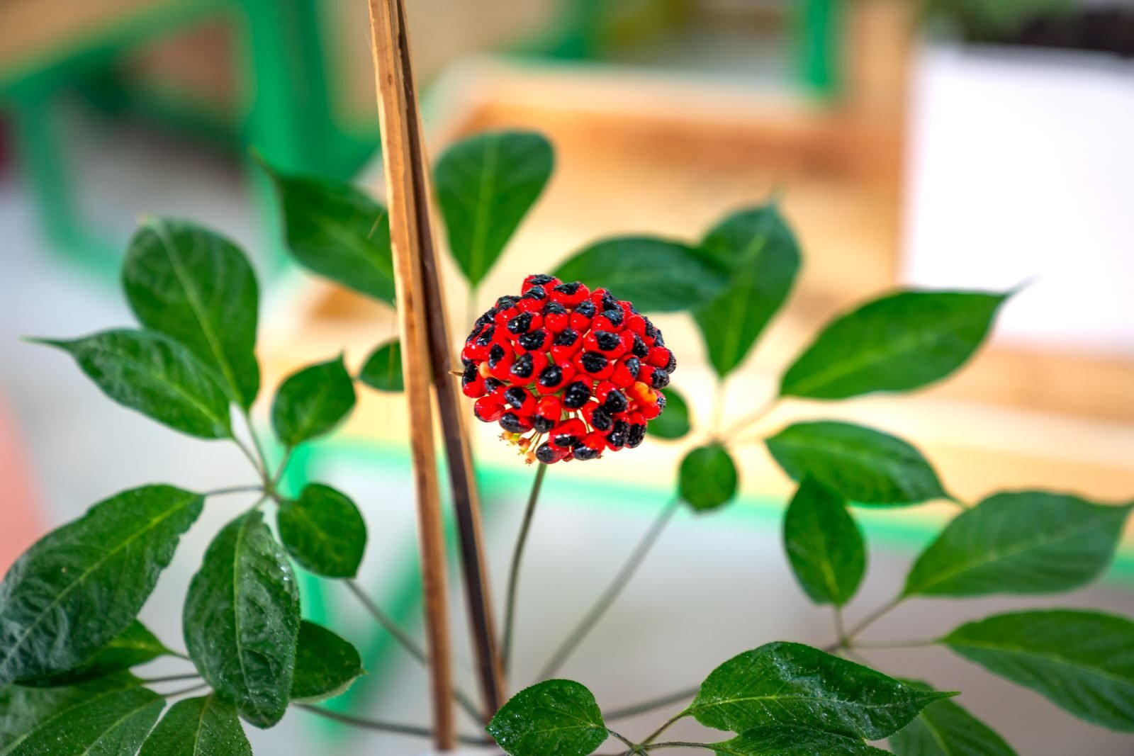 Ginseng plant (Panax) with its cluster of red berries and compound leaves