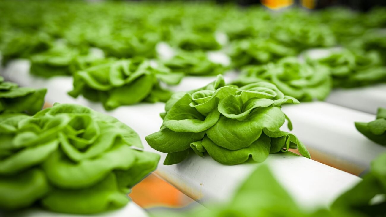 Rows of green lettuce growing in white hydroponic channels filled with nutrient solution
