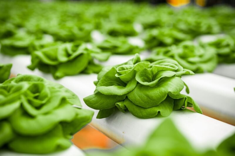 Types of Hydroponic Systems Explained, and How to Choose