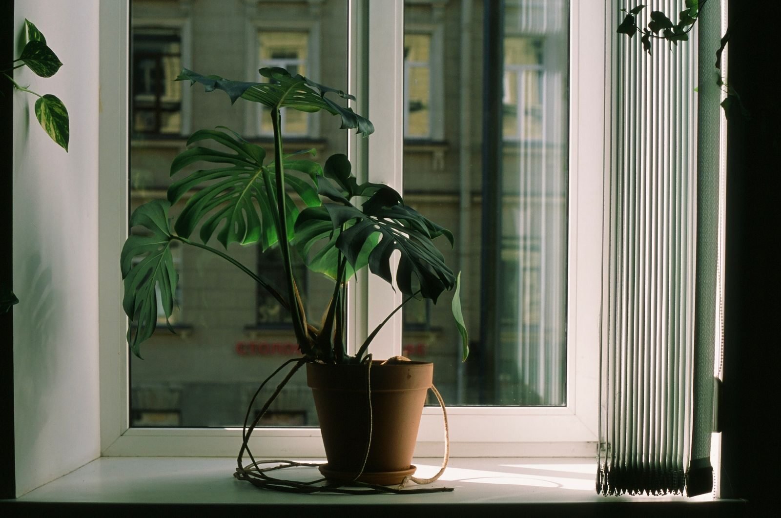 A Monstera houseplant on a windowsill in soft low light, positioned to capture available sunlight indoors