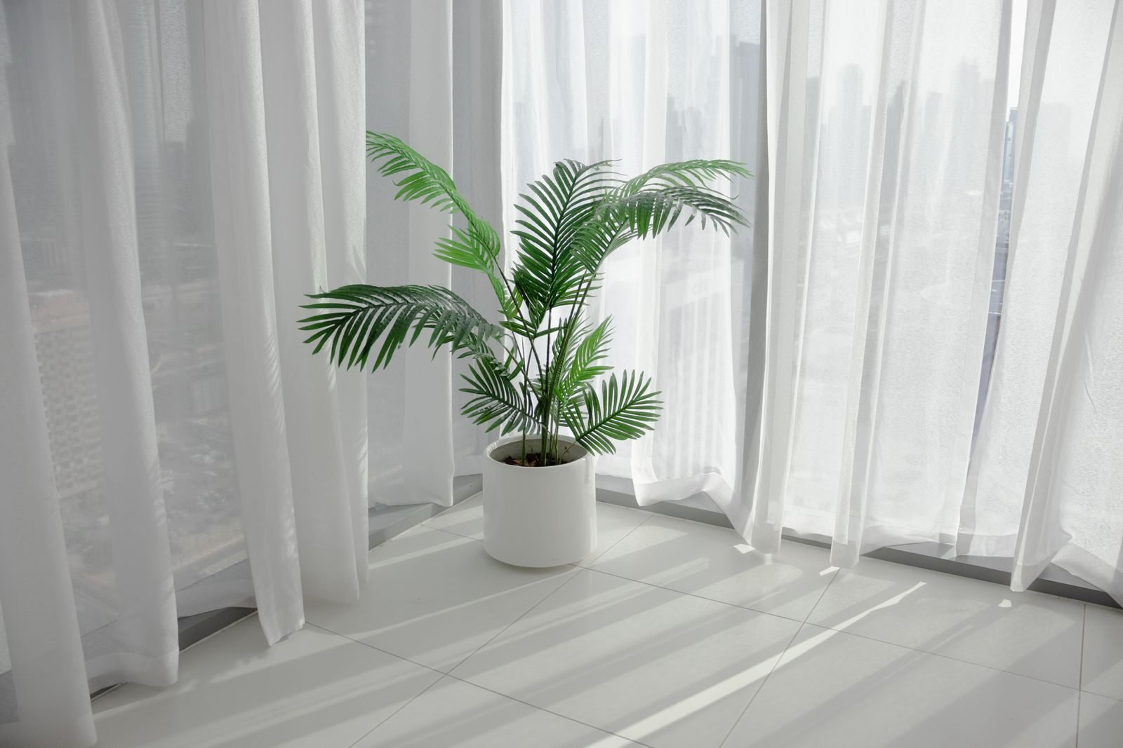 A potted areca palm by a bright window with indirect light, an indoor plant that adds height and humidity