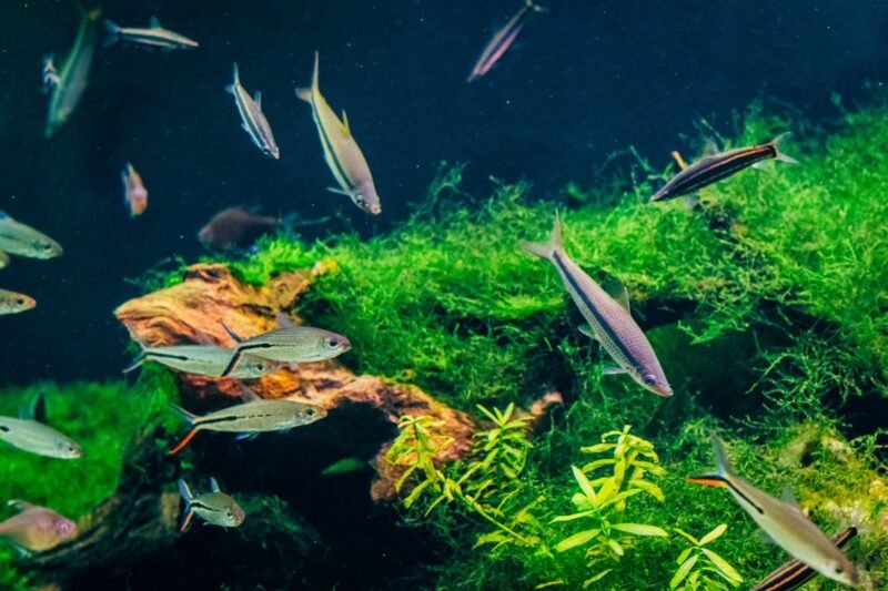 The Benthic Battery: Why the Soil is the Heart of Your Ecosystem