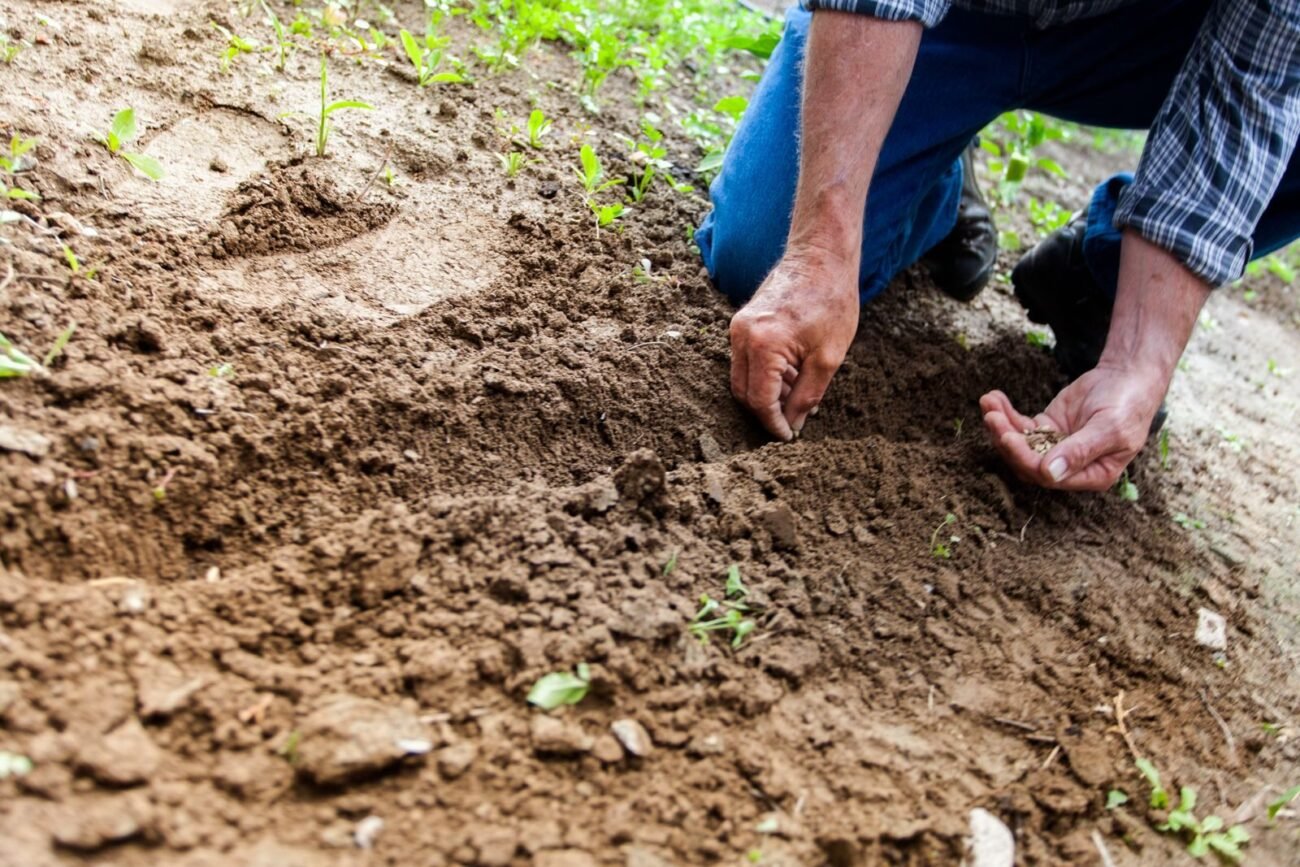 Hands sowing seeds into prepared garden soil, the first step in growing plants from seeds