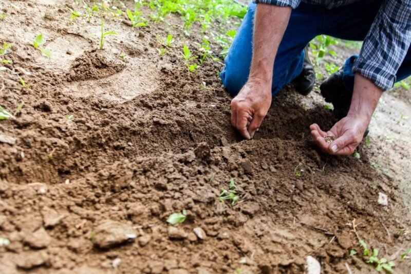 How to Grow Plants from Seeds.