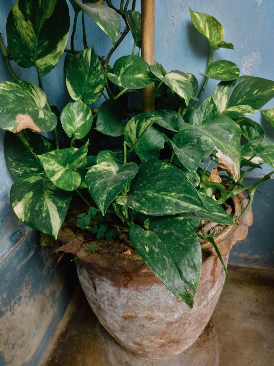 A potted golden pothos (Epipremnum aureum) with variegated heart-shaped leaves, an adaptable low-light houseplant