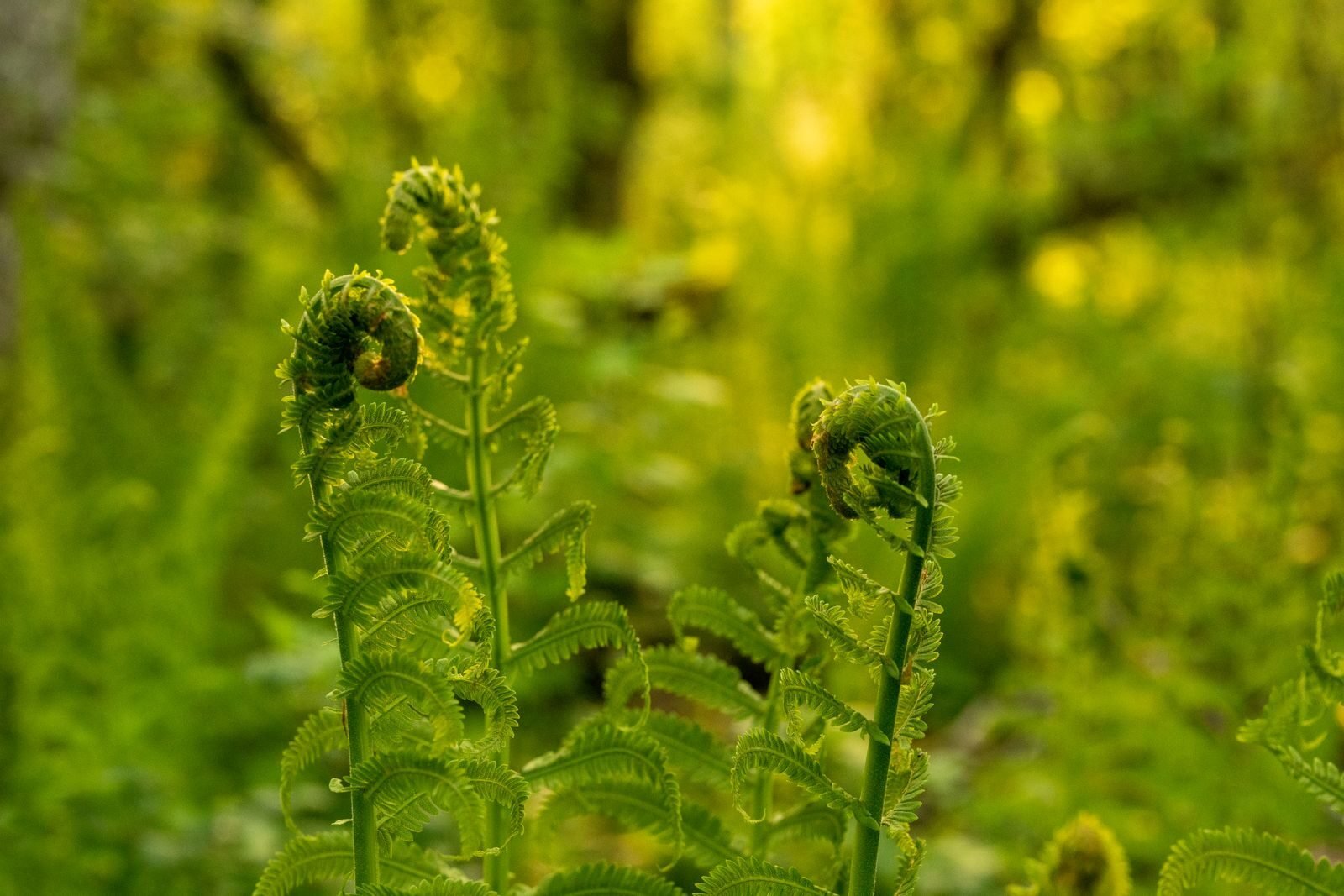 Young fern fronds unfurling in a forest, an example of pteridophytes among plant groups