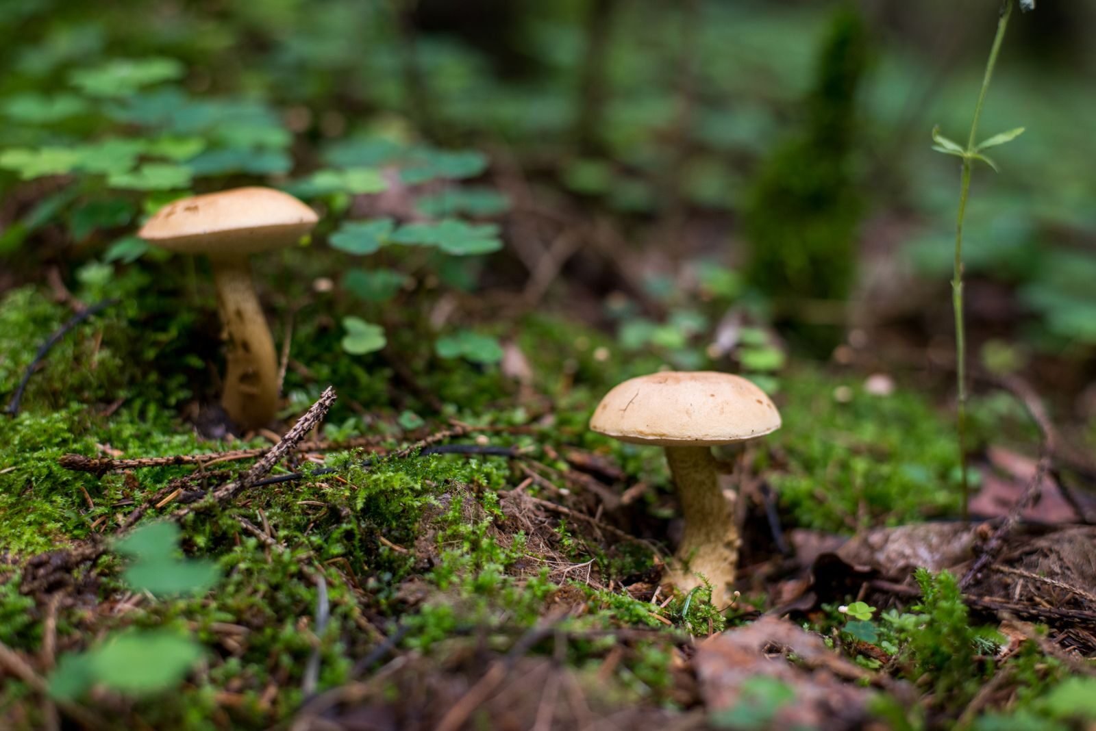 Mushrooms on a mossy forest floor, the visible part of underground fungal networks
