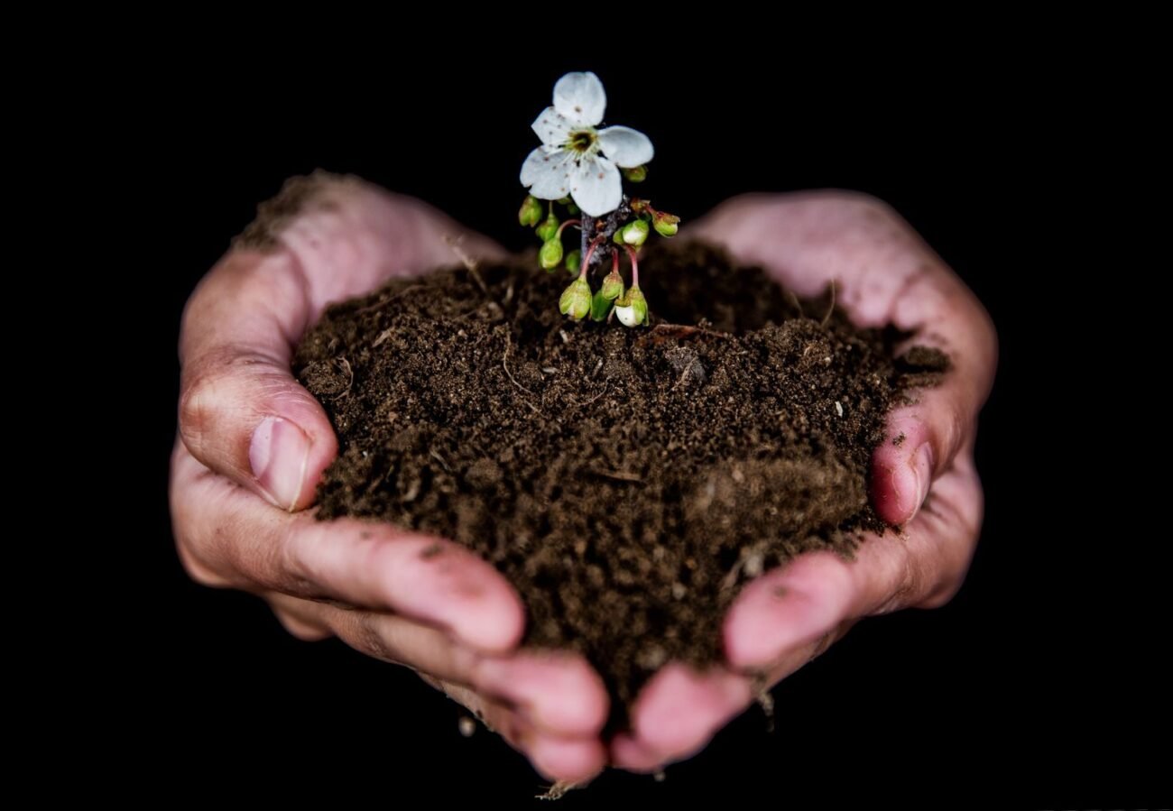 Hands holding dark crumbly soil with a young seedling and small flower growing from it
