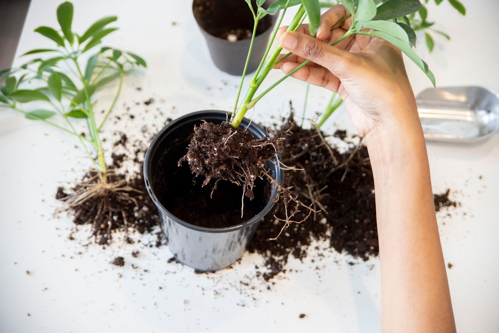 A plant lifted from its pot showing its roots and the soil clinging to them