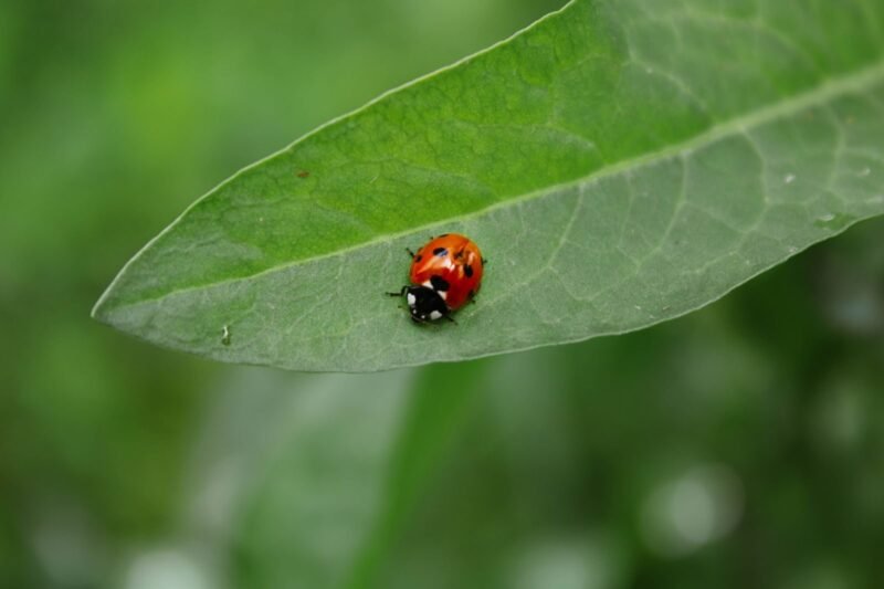 Practical Guide to Organic Pest Control.